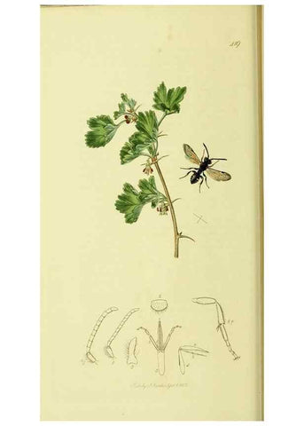 Reproducción/Reproduction 36373463355: British entomology :. London,Printed for the author,1823-1840 [i.e. 1840].
