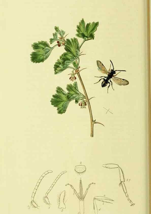 Reproducción/Reproduction 36373463355: British entomology :. London,Printed for the author,1823-1840 [i.e. 1840].