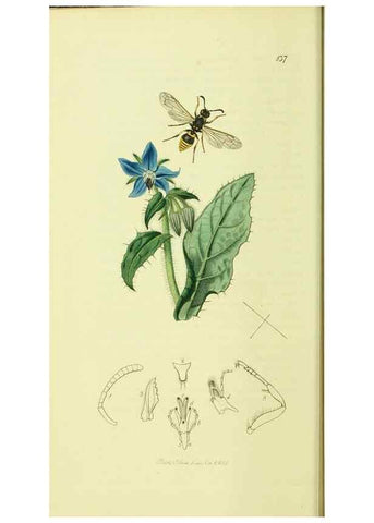 Reproducción/Reproduction 35537571284: British entomology :. London,Printed for the author,1823-1840 [i.e. 1840].