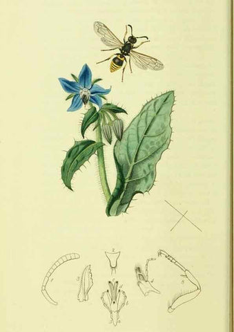 Reproducción/Reproduction 35537571284: British entomology :. London,Printed for the author,1823-1840 [i.e. 1840].