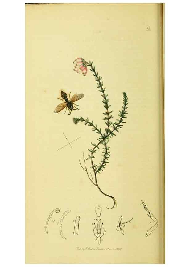 Reproducción/Reproduction 35537573824: British entomology :. London,Printed for the author,1823-1840 [i.e. 1840].