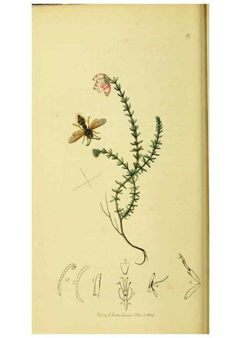Reproducción/Reproduction 35537573824: British entomology :. London,Printed for the author,1823-1840 [i.e. 1840].