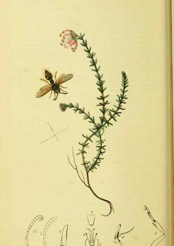 Reproducción/Reproduction 35537573824: British entomology :. London,Printed for the author,1823-1840 [i.e. 1840].