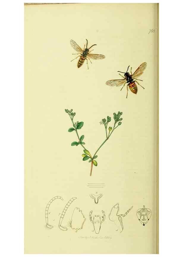 Reproducción/Reproduction 35537576094: British entomology :. London,Printed for the author,1823-1840 [i.e. 1840].
