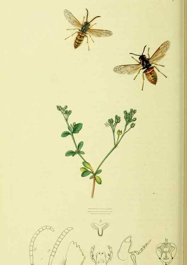 Reproducción/Reproduction 35537576094: British entomology :. London,Printed for the author,1823-1840 [i.e. 1840].
