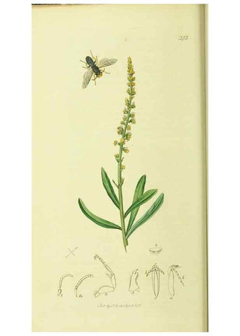 Reproducción/Reproduction 35537578344: British entomology :. London,Printed for the author,1823-1840 [i.e. 1840].
