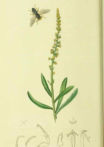 Reproducción/Reproduction 35537578344: British entomology :. London,Printed for the author,1823-1840 [i.e. 1840].