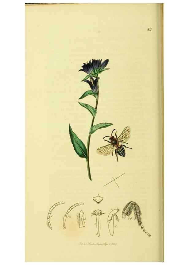 Reproducción/Reproduction 35537580914: British entomology :. London,Printed for the author,1823-1840 [i.e. 1840].