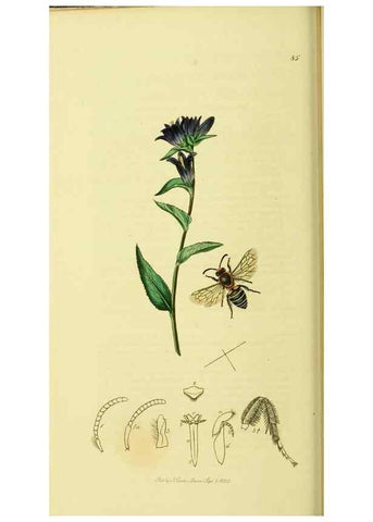 Reproducción/Reproduction 35537580914: British entomology :. London,Printed for the author,1823-1840 [i.e. 1840].