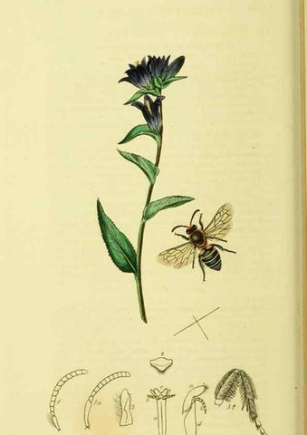 Reproducción/Reproduction 35537580914: British entomology :. London,Printed for the author,1823-1840 [i.e. 1840].