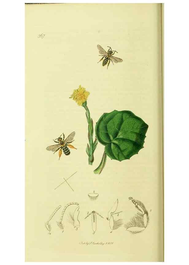 Reproducción/Reproduction 36328514216: British entomology :. London,Printed for the author,1823-1840 [i.e. 1840].