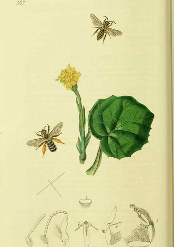 Reproducción/Reproduction 36328514216: British entomology :. London,Printed for the author,1823-1840 [i.e. 1840].