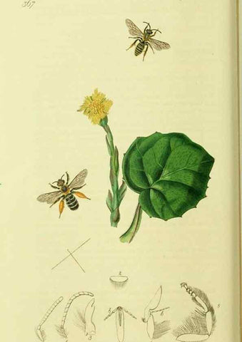 Reproducción/Reproduction 36328514216: British entomology :. London,Printed for the author,1823-1840 [i.e. 1840].