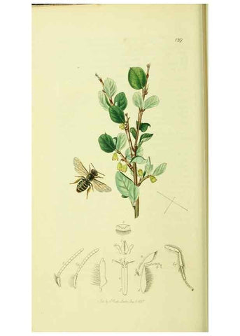 Reproducción/Reproduction 36205202202: British entomology :. London,Printed for the author,1823-1840 [i.e. 1840].
