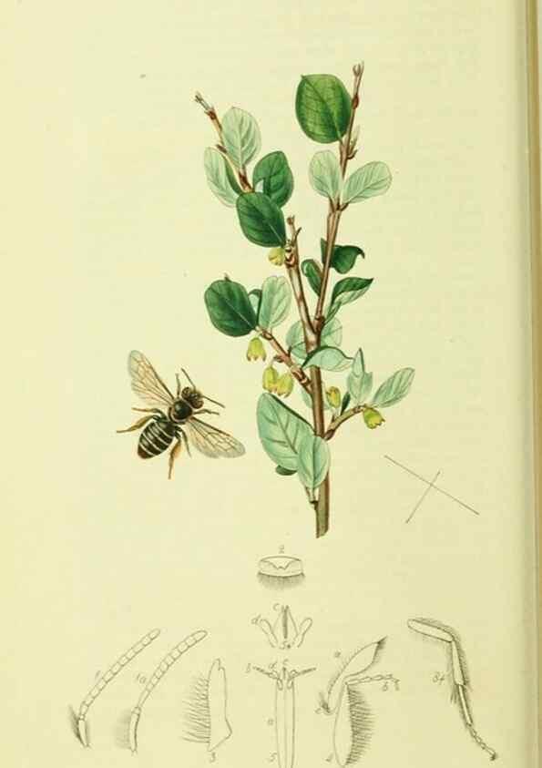 Reproducción/Reproduction 36205202202: British entomology :. London,Printed for the author,1823-1840 [i.e. 1840].