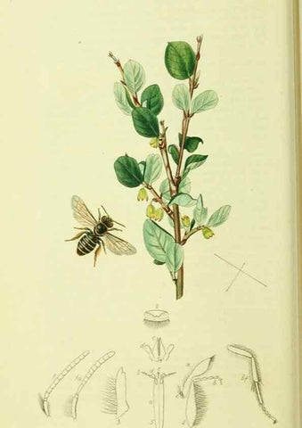 Reproducción/Reproduction 36205202202: British entomology :. London,Printed for the author,1823-1840 [i.e. 1840].