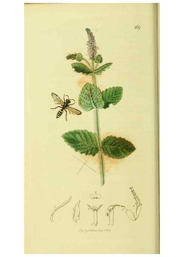 Reproducción/Reproduction 35537566994: British entomology :. London,Printed for the author,1823-1840 [i.e. 1840].