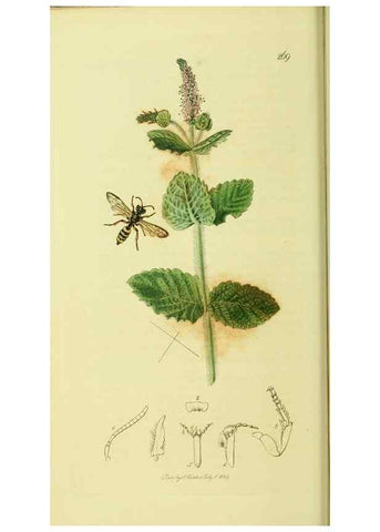 Reproducción/Reproduction 35537566994: British entomology :. London,Printed for the author,1823-1840 [i.e. 1840].