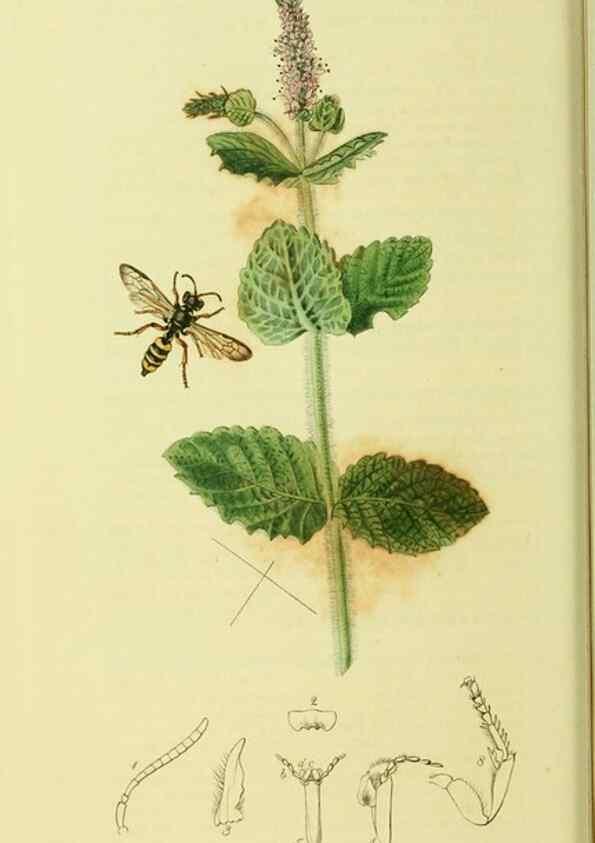 Reproducción/Reproduction 35537566994: British entomology :. London,Printed for the author,1823-1840 [i.e. 1840].