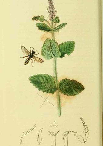 Reproducción/Reproduction 35537566994: British entomology :. London,Printed for the author,1823-1840 [i.e. 1840].