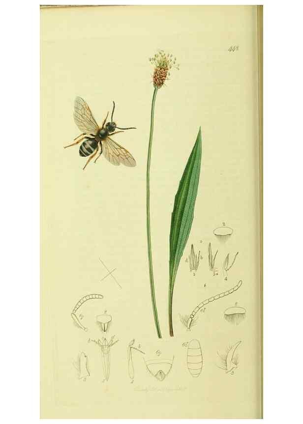 Reproducción/Reproduction 36205203412: British entomology :. London,Printed for the author,1823-1840 [i.e. 1840].