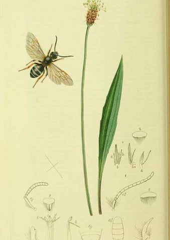 Reproducción/Reproduction 36205203412: British entomology :. London,Printed for the author,1823-1840 [i.e. 1840].