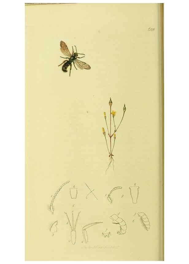 Reproducción/Reproduction 36328520786: British entomology :. London,Printed for the author,1823-1840 [i.e. 1840].