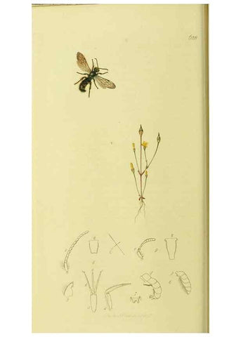 Reproducción/Reproduction 36328520786: British entomology :. London,Printed for the author,1823-1840 [i.e. 1840].