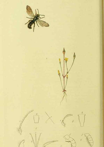 Reproducción/Reproduction 36328520786: British entomology :. London,Printed for the author,1823-1840 [i.e. 1840].