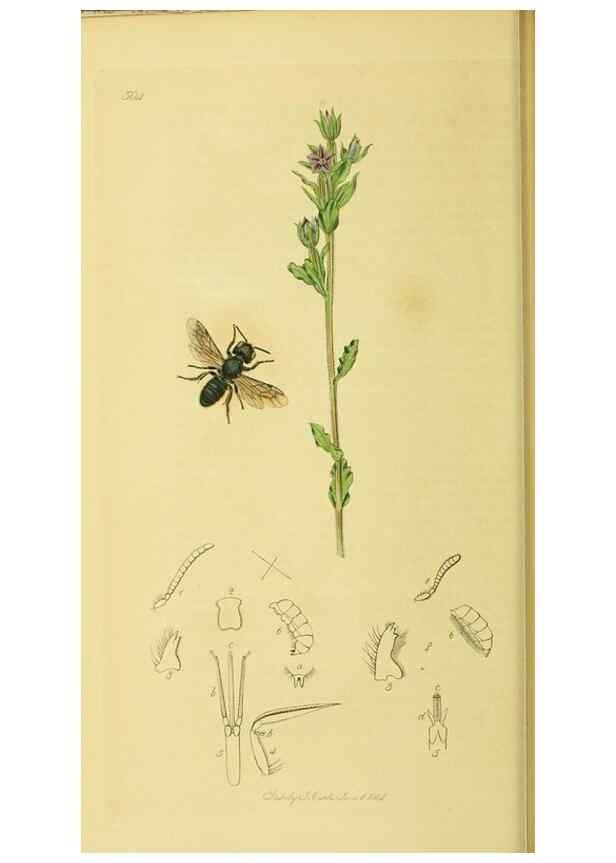 Reproducción/Reproduction 36328522336: British entomology :. London,Printed for the author,1823-1840 [i.e. 1840].