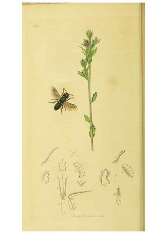 Reproducción/Reproduction 36328522336: British entomology :. London,Printed for the author,1823-1840 [i.e. 1840].
