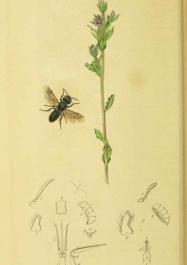 Reproducción/Reproduction 36328522336: British entomology :. London,Printed for the author,1823-1840 [i.e. 1840].