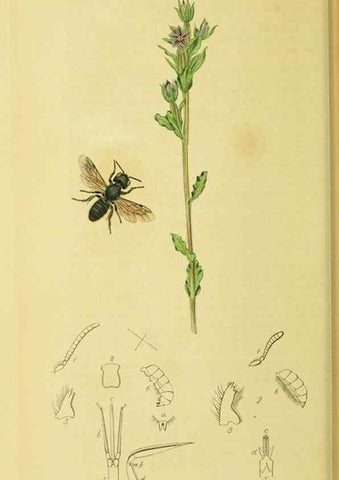 Reproducción/Reproduction 36328522336: British entomology :. London,Printed for the author,1823-1840 [i.e. 1840].