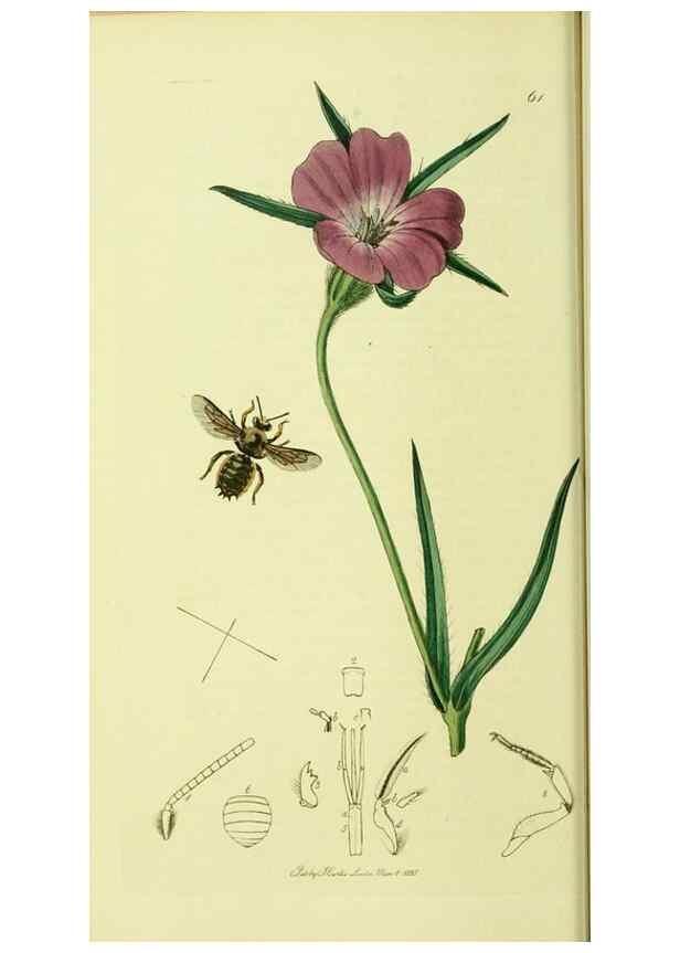 Reproducción/Reproduction 36328523746: British entomology :. London,Printed for the author,1823-1840 [i.e. 1840].