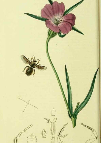 Reproducción/Reproduction 36328523746: British entomology :. London,Printed for the author,1823-1840 [i.e. 1840].