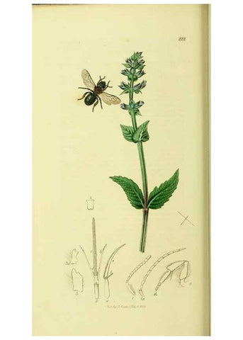 Reproducción/Reproduction 35537590854: British entomology :. London,Printed for the author,1823-1840 [i.e. 1840].