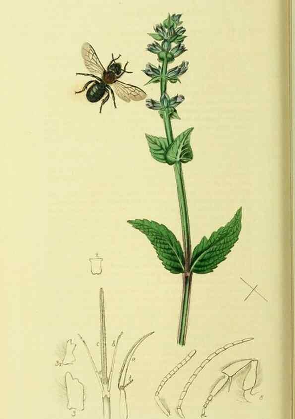 Reproducción/Reproduction 35537590854: British entomology :. London,Printed for the author,1823-1840 [i.e. 1840].