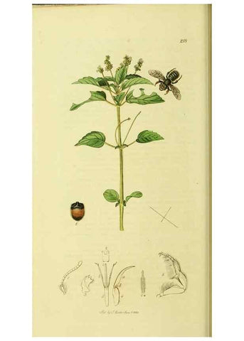 Reproducción/Reproduction 36328526856: British entomology :. London,Printed for the author,1823-1840 [i.e. 1840].