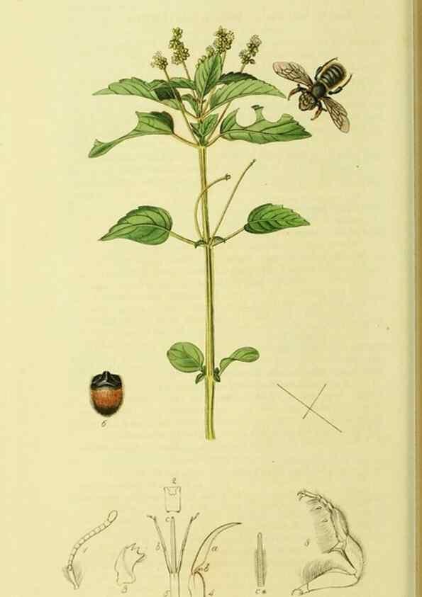 Reproducción/Reproduction 36328526856: British entomology :. London,Printed for the author,1823-1840 [i.e. 1840].