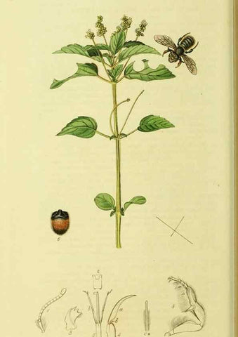 Reproducción/Reproduction 36328526856: British entomology :. London,Printed for the author,1823-1840 [i.e. 1840].