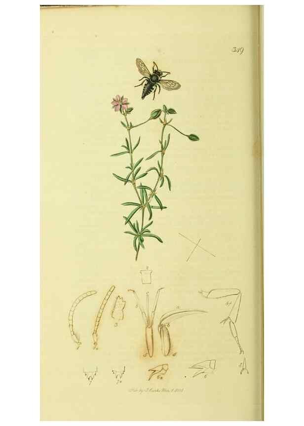 Reproducción/Reproduction 36373459725: British entomology :. London,Printed for the author,1823-1840 [i.e. 1840].