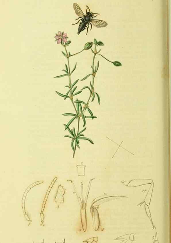Reproducción/Reproduction 36373459725: British entomology :. London,Printed for the author,1823-1840 [i.e. 1840].