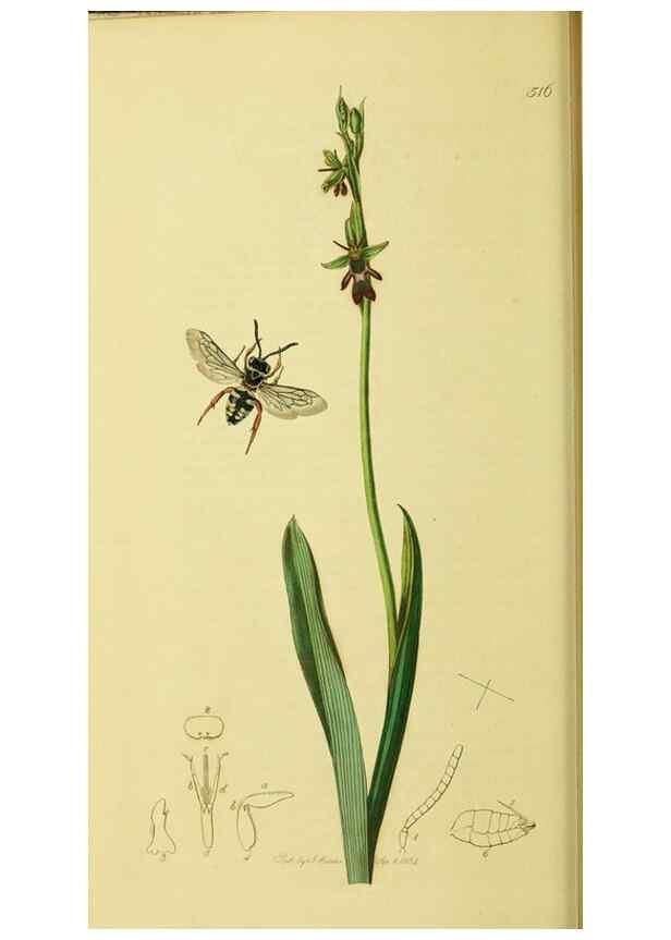 Reproducción/Reproduction 36373461895: British entomology :. London,Printed for the author,1823-1840 [i.e. 1840].