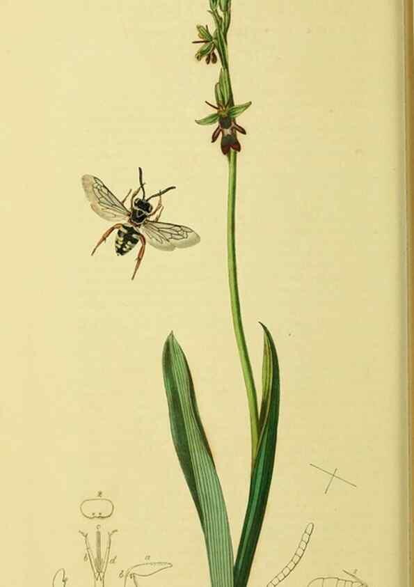 Reproducción/Reproduction 36373461895: British entomology :. London,Printed for the author,1823-1840 [i.e. 1840].