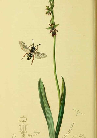 Reproducción/Reproduction 36373461895: British entomology :. London,Printed for the author,1823-1840 [i.e. 1840].