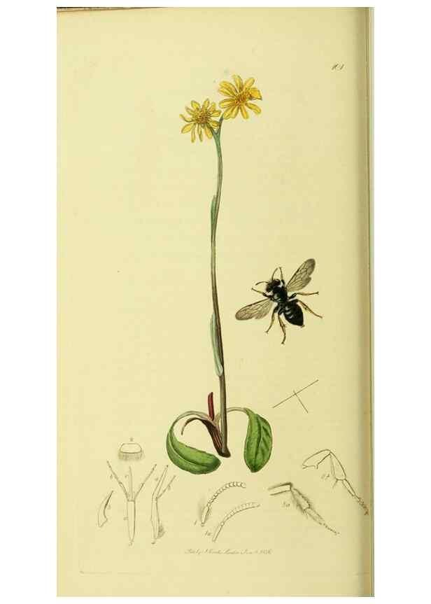 Reproducción/Reproduction 36205204702: British entomology :. London,Printed for the author,1823-1840 [i.e. 1840].