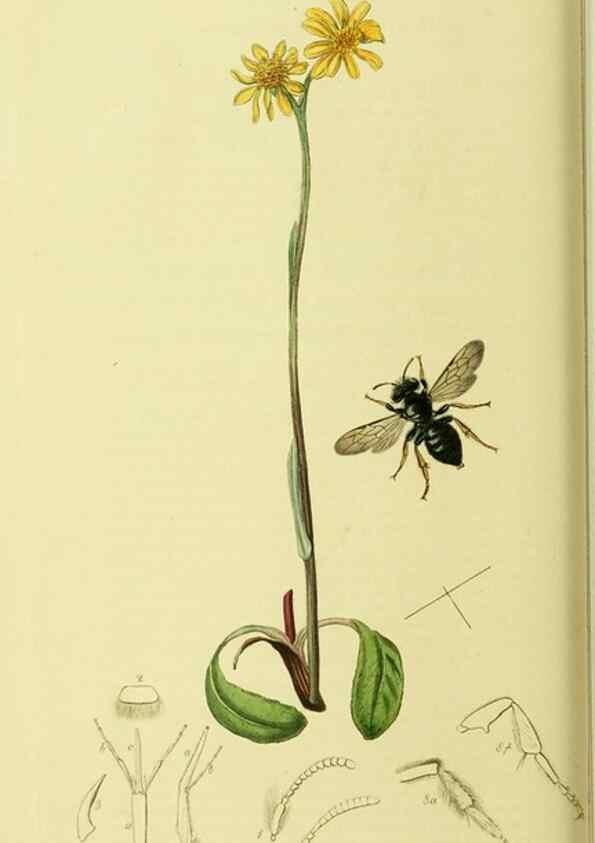 Reproducción/Reproduction 36205204702: British entomology :. London,Printed for the author,1823-1840 [i.e. 1840].