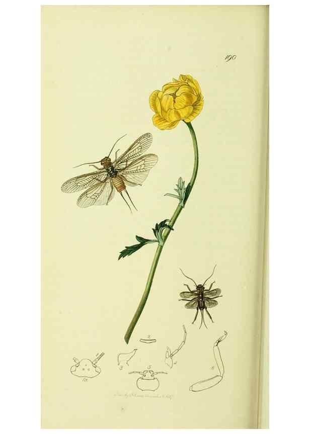 Reproducción/Reproduction 35537748924: British entomology :. London,Printed for the author,1823-1840 [i.e. 1840].