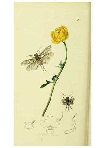 Reproducción/Reproduction 35537748924: British entomology :. London,Printed for the author,1823-1840 [i.e. 1840].