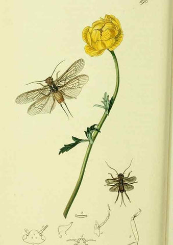 Reproducción/Reproduction 35537748924: British entomology :. London,Printed for the author,1823-1840 [i.e. 1840].